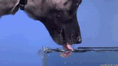 Animated gif. Dog drinking water.