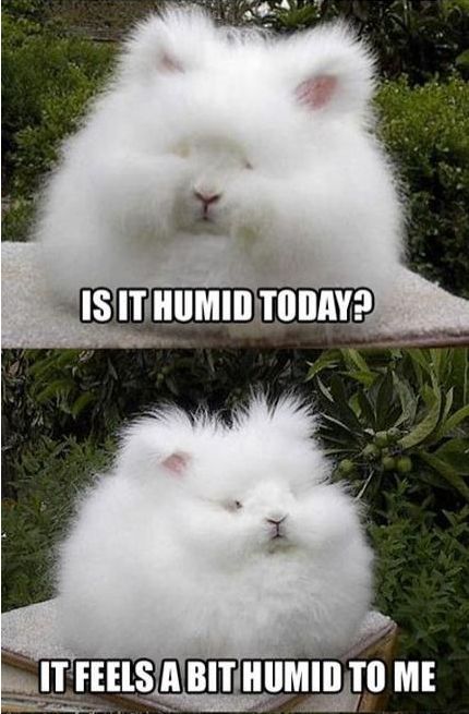 Bunny is humid. Puffed up fur.