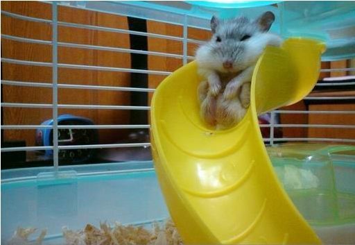 Hamster Cages With Slides