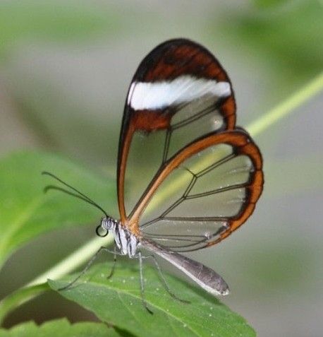 Cool wings bro Butterfly with transparent wings