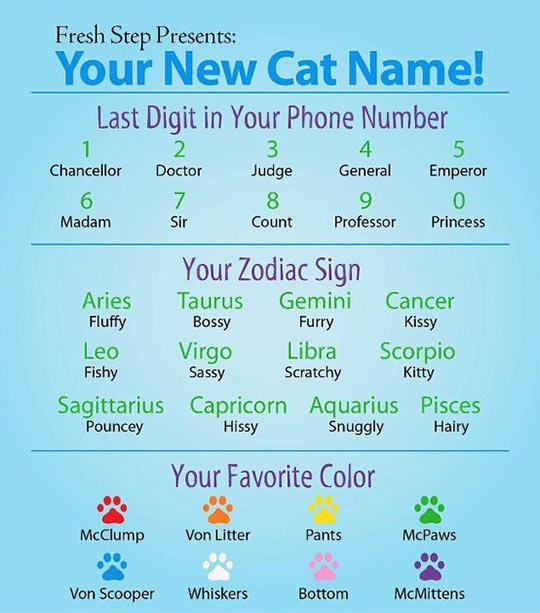 Here's Your New Cat Name