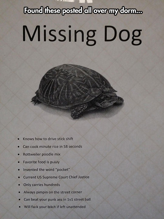 Missing dog.