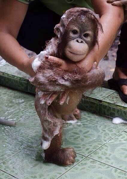 Image result for orangutan baby