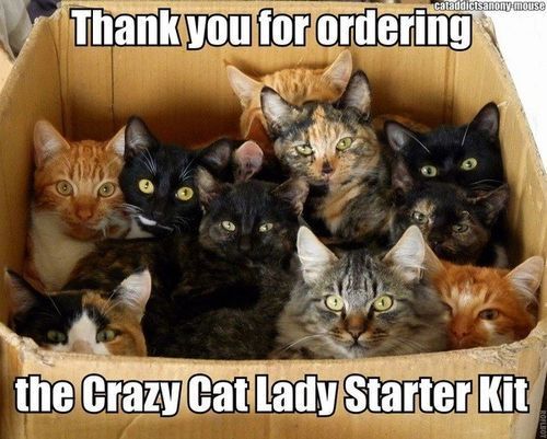 The crazy cat lady starter kit.