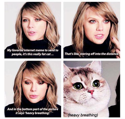 Taylor Swift's favorite meme is the heavy breathing cat