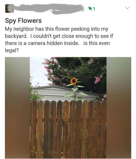 Spy flowers