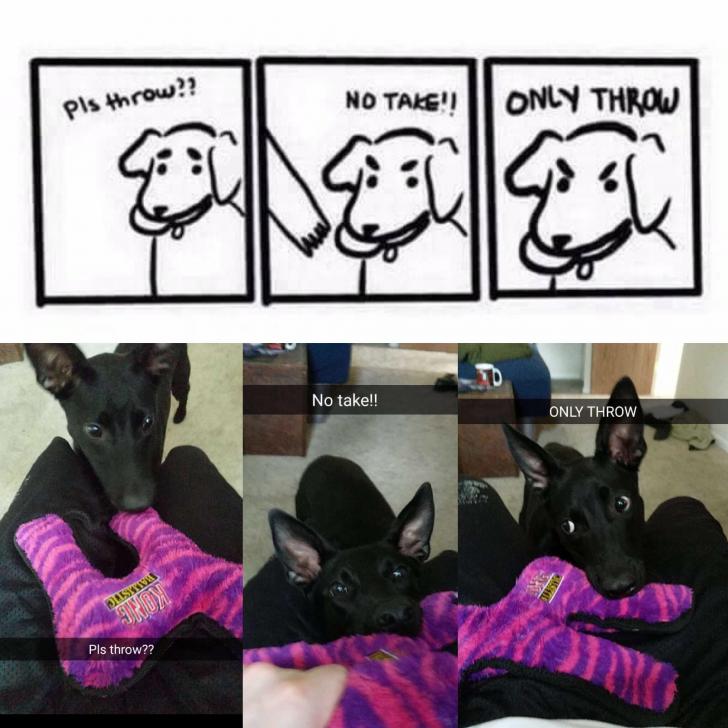 My puppy demonstrating the dog logic in this comic