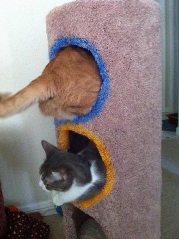 Now they're playing with portals.