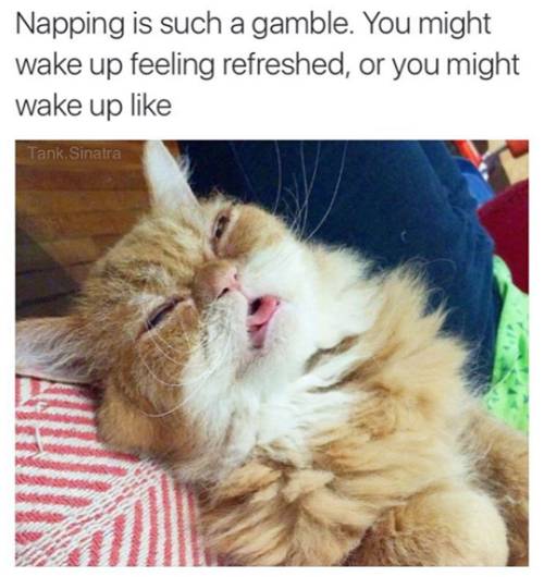 Napping is such a gamble...
