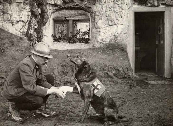 A WWI allied soldier bandages the paw of a Red Cross medic-dog in Belguim, 1917