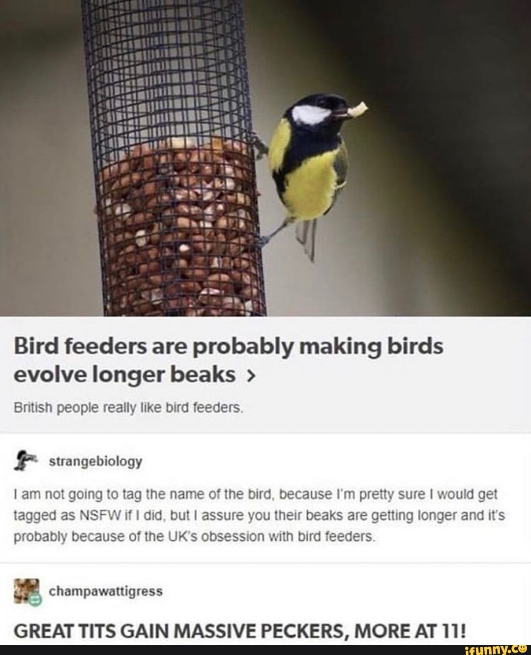 How did the ground tit get its long beak